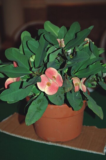 Leicht zu verwechseln mit Euphorbia milii: Euphorbia  lomii mit groen Blumen