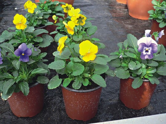 Die Viola „Aero“-Serie: ‘Blue Clear’, ‘Deep Yellow’ und ‘Marine’