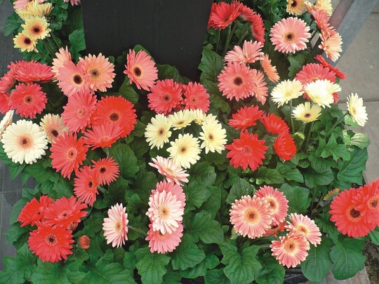 Gerbera „Revolution Spring Pastels“