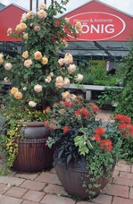 Die Teilnehmer der Sommertagung besichtigten auch die vorbildlich geführte Einzelhandelsgärtnerei der Familie König in Herdecke