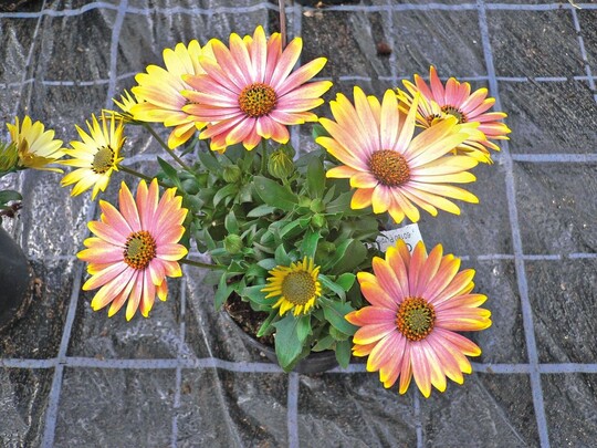 Osteospermum ‘Summertime Sunray’ fllt durch die intensive Farbe ins Auge