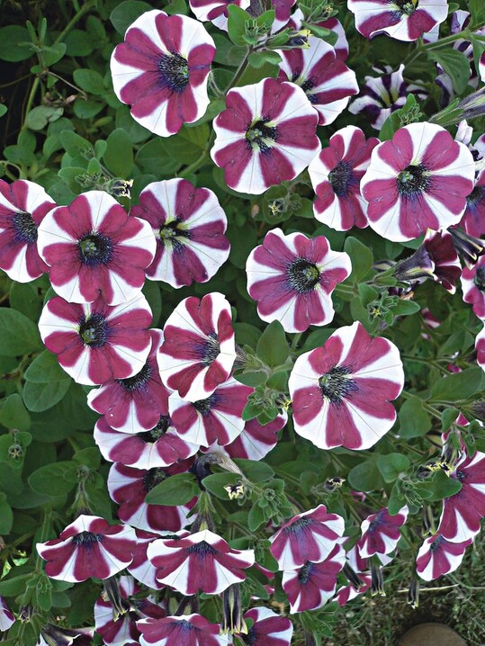 Ein echter Blickfang: Petunia ‘Cascadias Bicolor Cabernet’ von Danziger