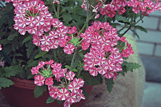 Neue „Samira“-Sorte bei Nebelung: ‘Samira Rose Star‘