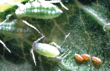 Eier von A. aphidimyza in einer Blattlauskolonie