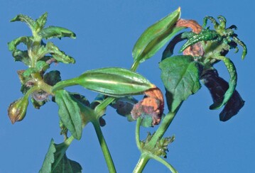 Schaden durch Weichhautmilben an Torenia