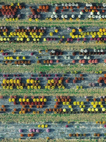 Chrysanthemenkultur in Merindol, Frankreich