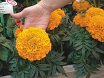 2008 gibt es die neuen großblumigen Tagetes „Taishan“ nur für die Olympischen Spiele in China