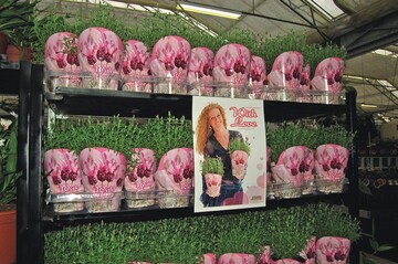 Eine Lavandula-stoechas-Prsentation mit zustzlichem Plakat. Der Topf wird von einer glnzenden Verpackung eingeschlossen
