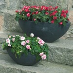 Neigen bei zu feuchter Witterung zum Falschen Mehltau: Impatiens