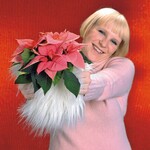 2008 steht der Weihnachtsstern als Geschenk im Mittelpunkt der „Stars-for-Europe“-Aktionen Bild: SfE