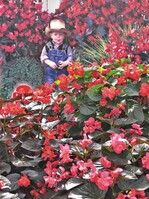 Begonia x benariensis „Big“, im Hintergrund der kleine Friedrich Redlefsen, der die 7. Benary-Generation repräsentiert