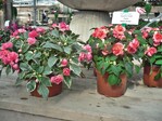 Neue Farben bei den „Fiesta“-Impatiens sind ‘Pink Frost Double’ (links) und ‘Olé Peach Sorbet Double’