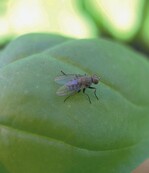 Nützlicher Helfer: Coenosia-Raubfliege auf Basilikum