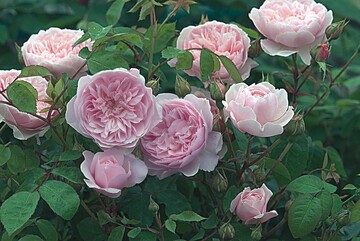 Rosa ‘Wisley 2008‘ von David Austin