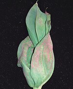 Falscher Mehltau an Eustoma