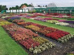 Prächtig entwickelt hatten sich die Pflanzen der zahlreichen Sommerblumenversuche, die anlässlich des Hohenheimer Zierpflanzentags besichtigt werden konnten