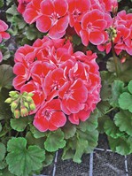 Pelargonium ‘Red Fox TexMex Fire’ (Dümmen)