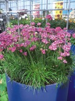 Armeria maritima ‘Morning Star Deep Rose’ zeigt sich blühreich