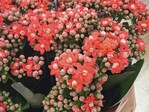 Kalanchoe ‘Calandiva Leoni’