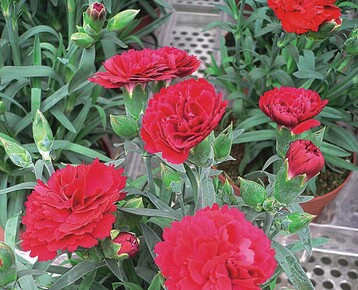 Dianthus ‘SuperTrouper Fire’