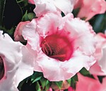 Die letzten Sätze von Sinningia sind noch anfällig für Phytophthora