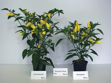 kologisch produziert (rechts) zeigte ‘Karneval Yellow’ ein kompakteres Wachstum