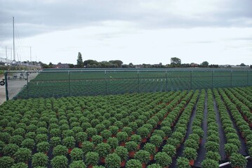 Bei der Container-Kultur auf Bndchengewebe ist Gediflora in Belgien ein Vorreiter