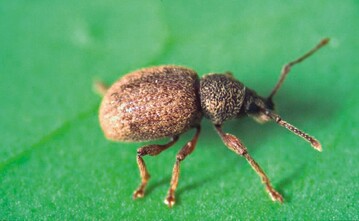 Adulter Otiorhynchus smreczynskii