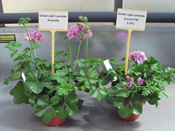 Pelargonium ‘Global Light Lavender ’ links Kontrolle, rechts behandelt mit CCC 0,15%
