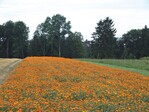 Feld mit Calendula für den Anbau als Heilpflanze