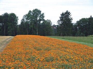 Feld mit Calendula fr den Anbau als Heilpflanze