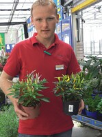 Zierpaprika soll Farbe in das Herbstprogramm bringen: Tobias Evels mit ‘Santos Flame’ und ‘Santos Orange’, die jedoch noch nicht fertig in der Fruchtausfärbung sind