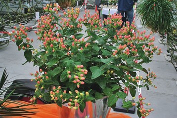Topf-Hypericum „Hypearl“ von De Ruiter Innovations