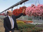 Frank Lolies betonte die Wetterfestigkeit und reiche Blüte von Petunia ‘Potunia Pink’