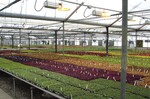 Jungpflanzenanzucht mit Assimilationslicht auf Tischen mit Metallgittern bei Four Star Greenhouses, Carleton/USA