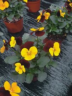 Große Bedeutung für den deutschen Markt hat Viola ‘Penny Red Wing’