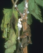 Sklerotienfäule an Chrysanthemum