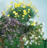 Eisenmangelchlorosen an Scaevola und Surfinia aufgrund zu hoher pH-Werte im Substrat