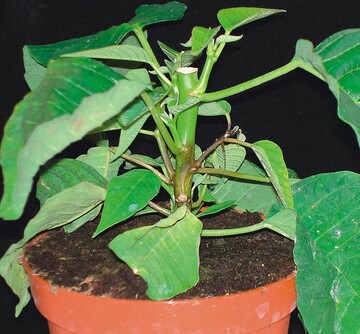 Phytophthora-Stammfule an Poinsettie