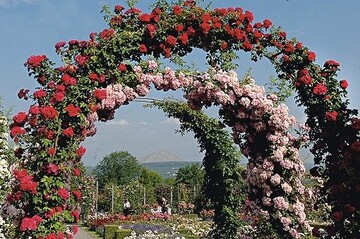 Rosen in allen Formen und Farben ziehen die Besucher in ihren Bann