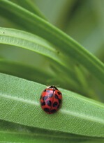 Wird von der Gartenakademie gesucht: Harmonia axyridis