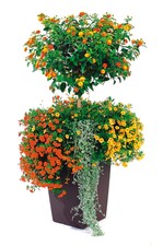 Nur eine von vielen Ideen aus der Kreativwerkstatt: Wandelröschen mit passender Unterpflanzung