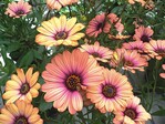 Osteospermum ‘Astra Light Copper’