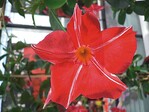 Mandevilla ‘Sundaville Red Star’