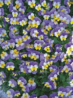 Viola ‘Floral Power Super Rose Wing’