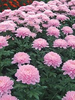 ‘3982’ ist noch ein Experiment, aber eines mit mehreren Kulturmöglichkeiten: vorne ausgebrochen, im Hintergrund normal kultiviert