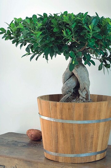 Viele Ficus-Arten sind beliebte Pflanzen fr die Innenraumbegrnung