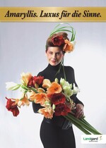 Elegante Amaryllisdiva