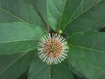 Cephalanthus occidentalis ist ein laubabwerfender Strauch aus Nordamerika