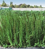 Eupatorium capillifolium im Freiland ausgepflanzt (Aufnahme Ende August 2006)